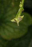 Chloranthus fortunei RCP7-09 080.jpg
